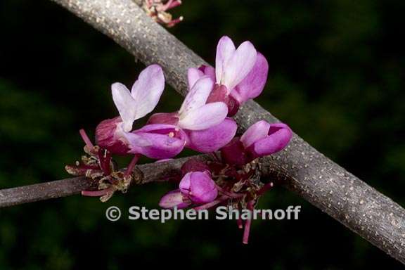 cercis canadensis ssp mexicana 1 graphic